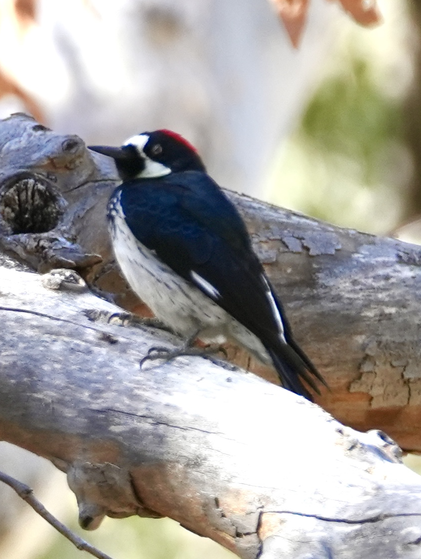 Acorn Woodpecker