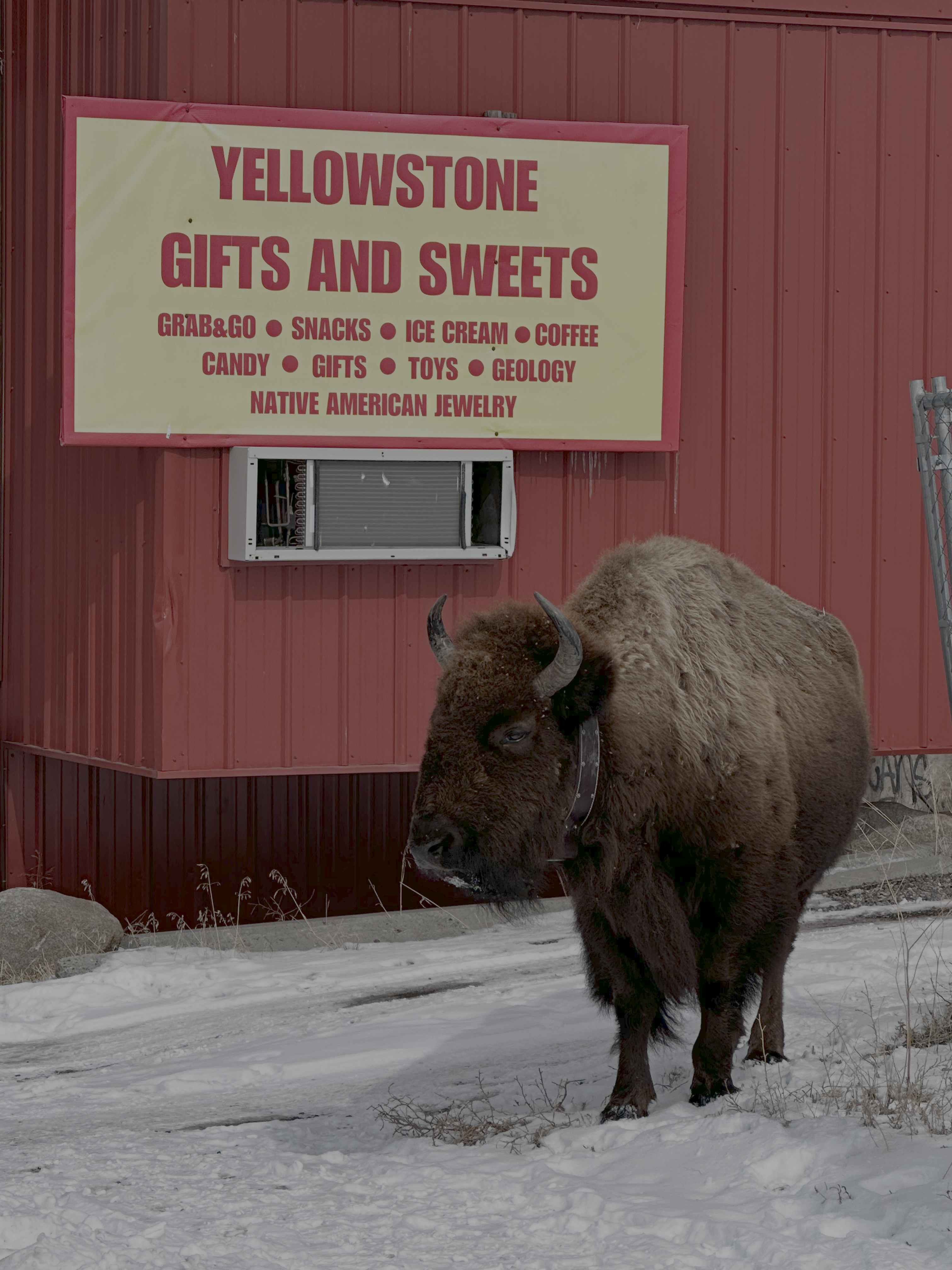 American Bison