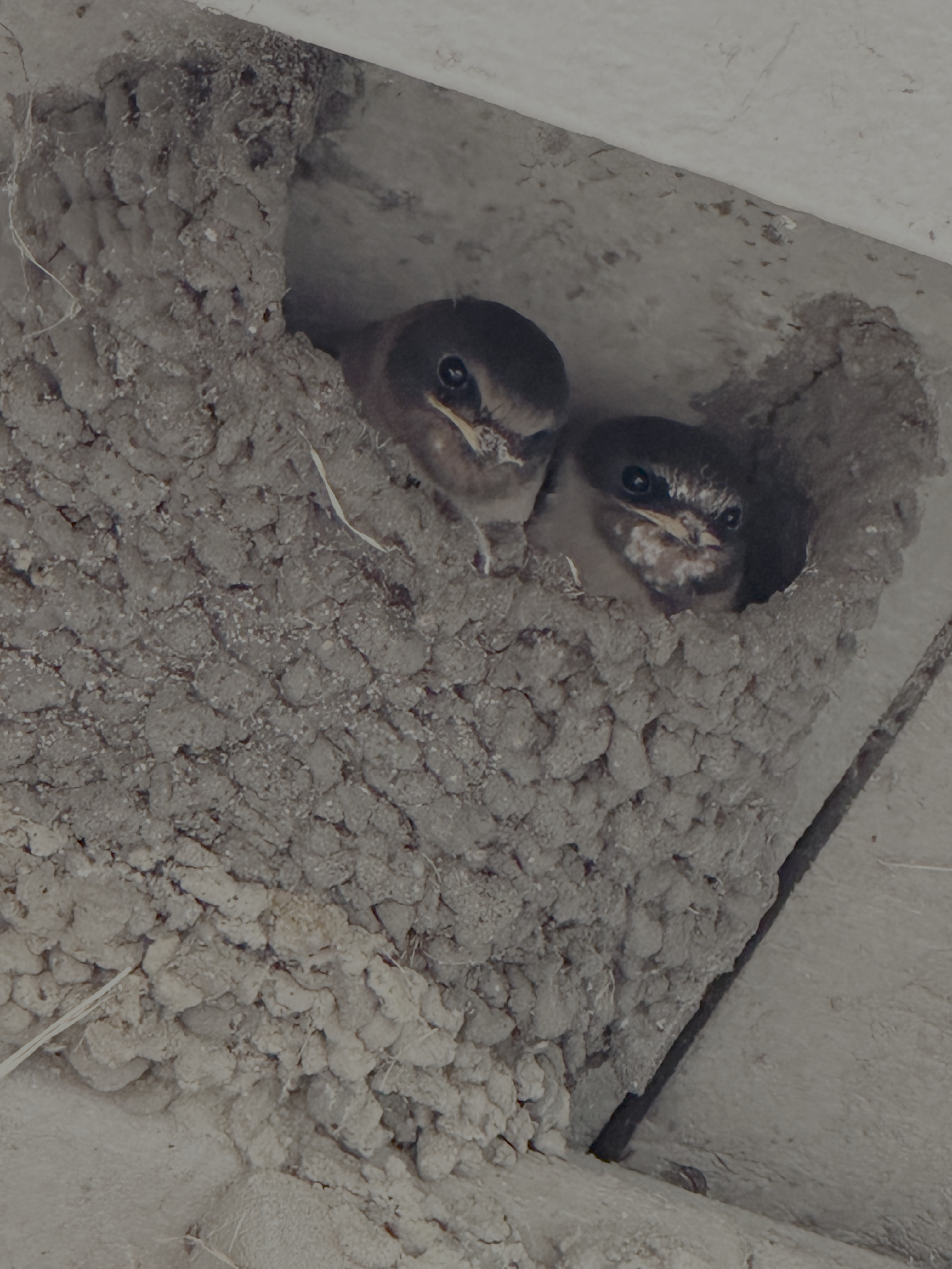 Cliff Swallows