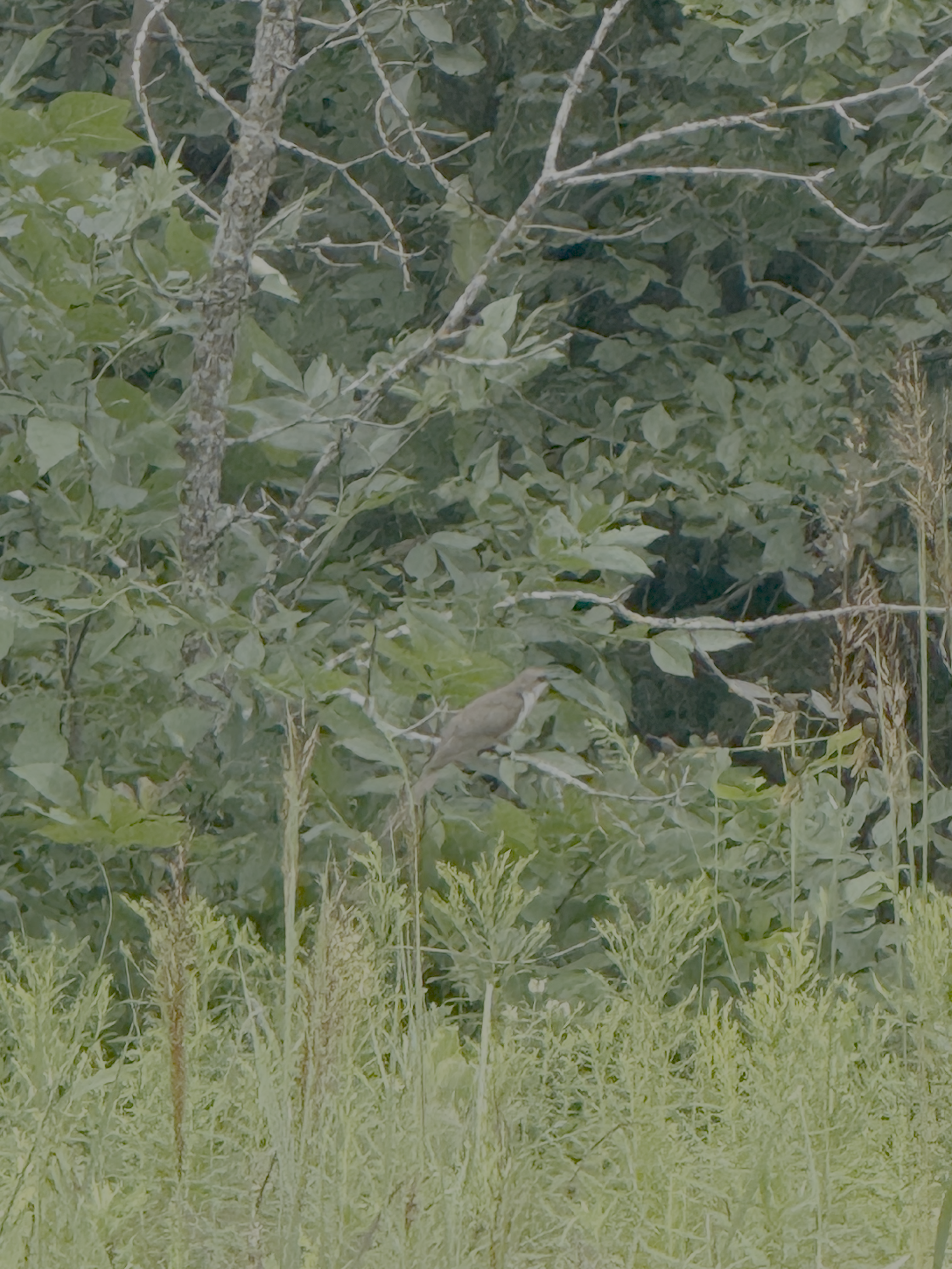 Black-billed Cuckoo