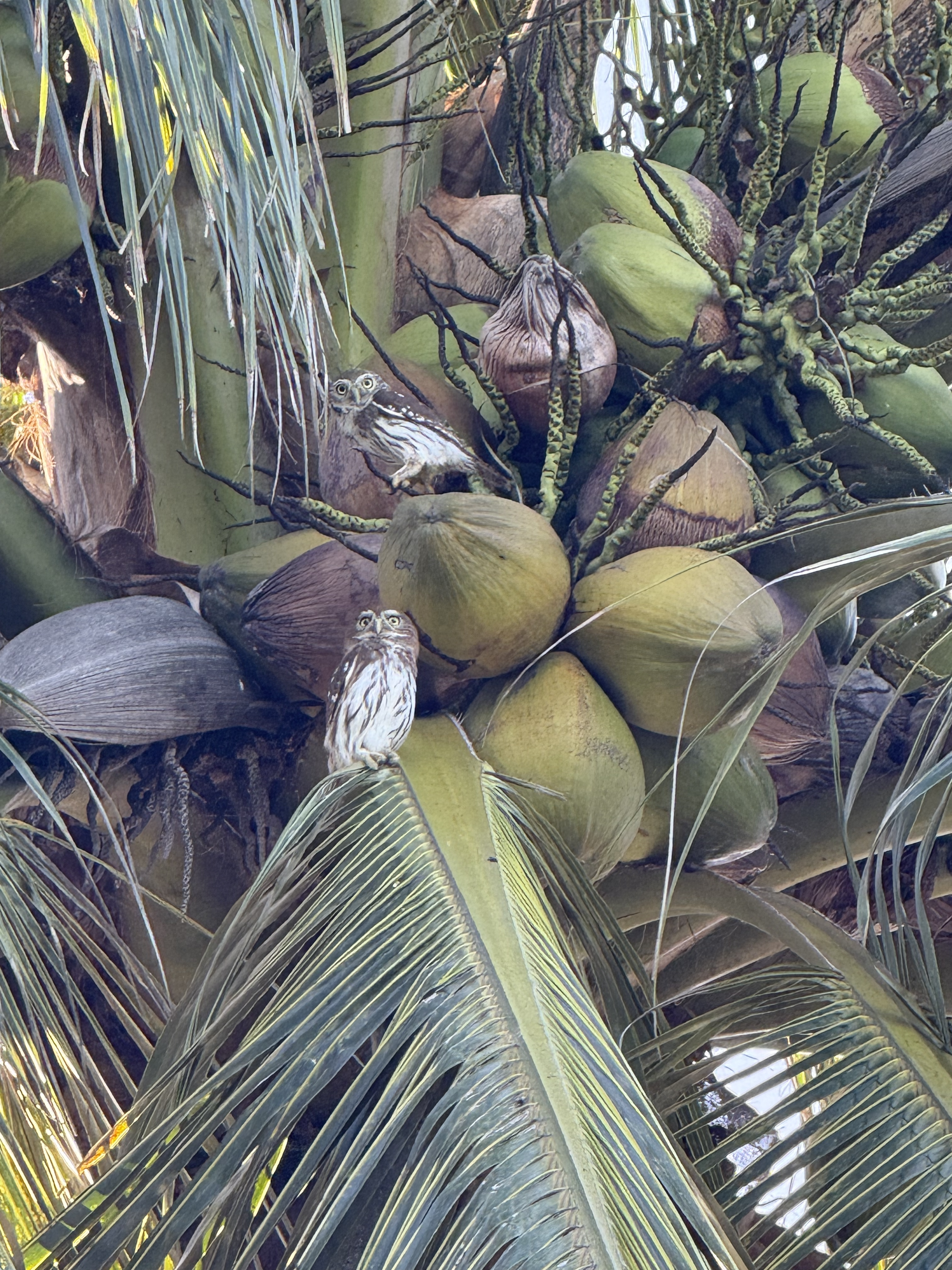 Ferruginous Pygmy Owl