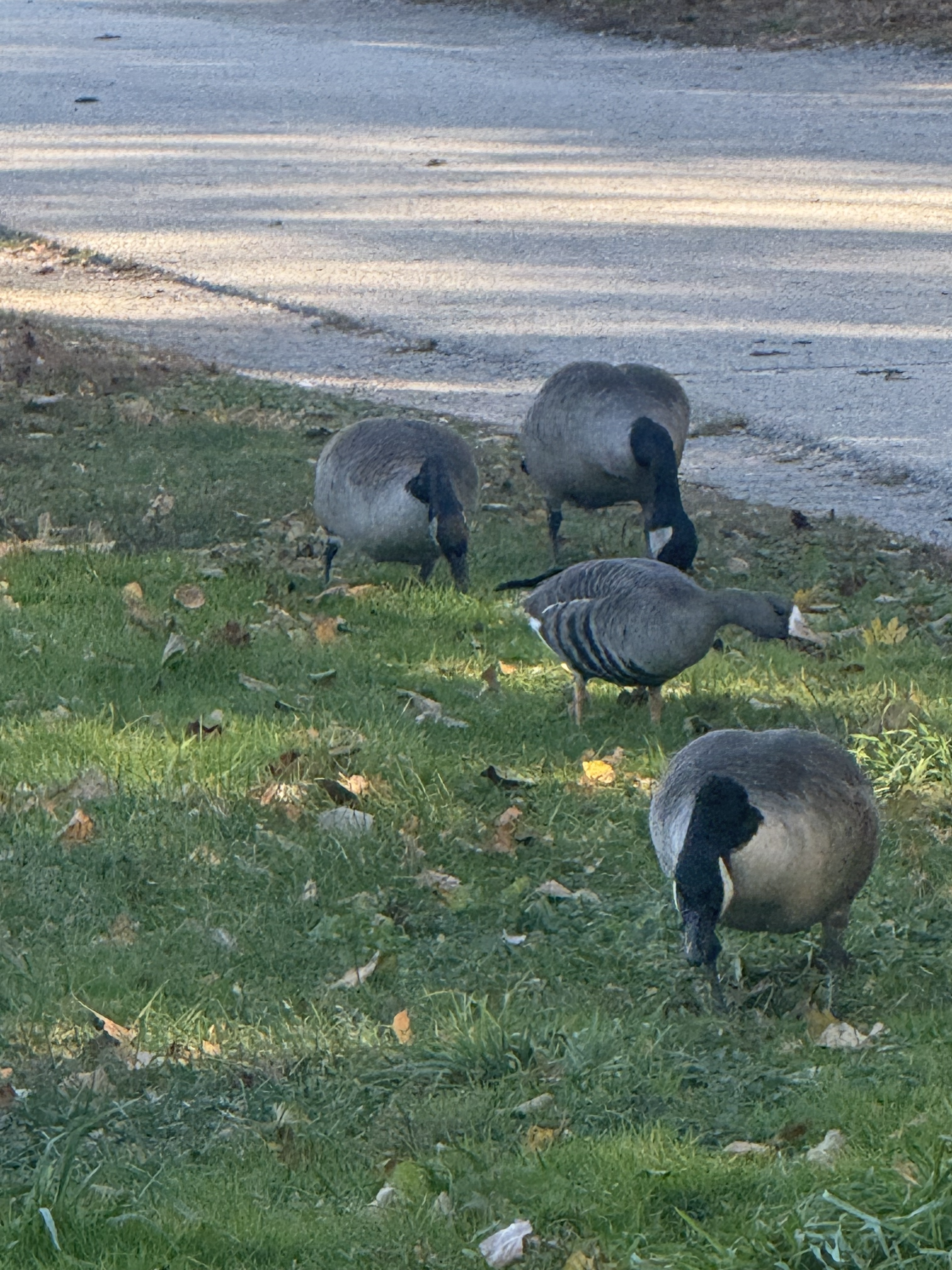 Greater White-fronted Goose
