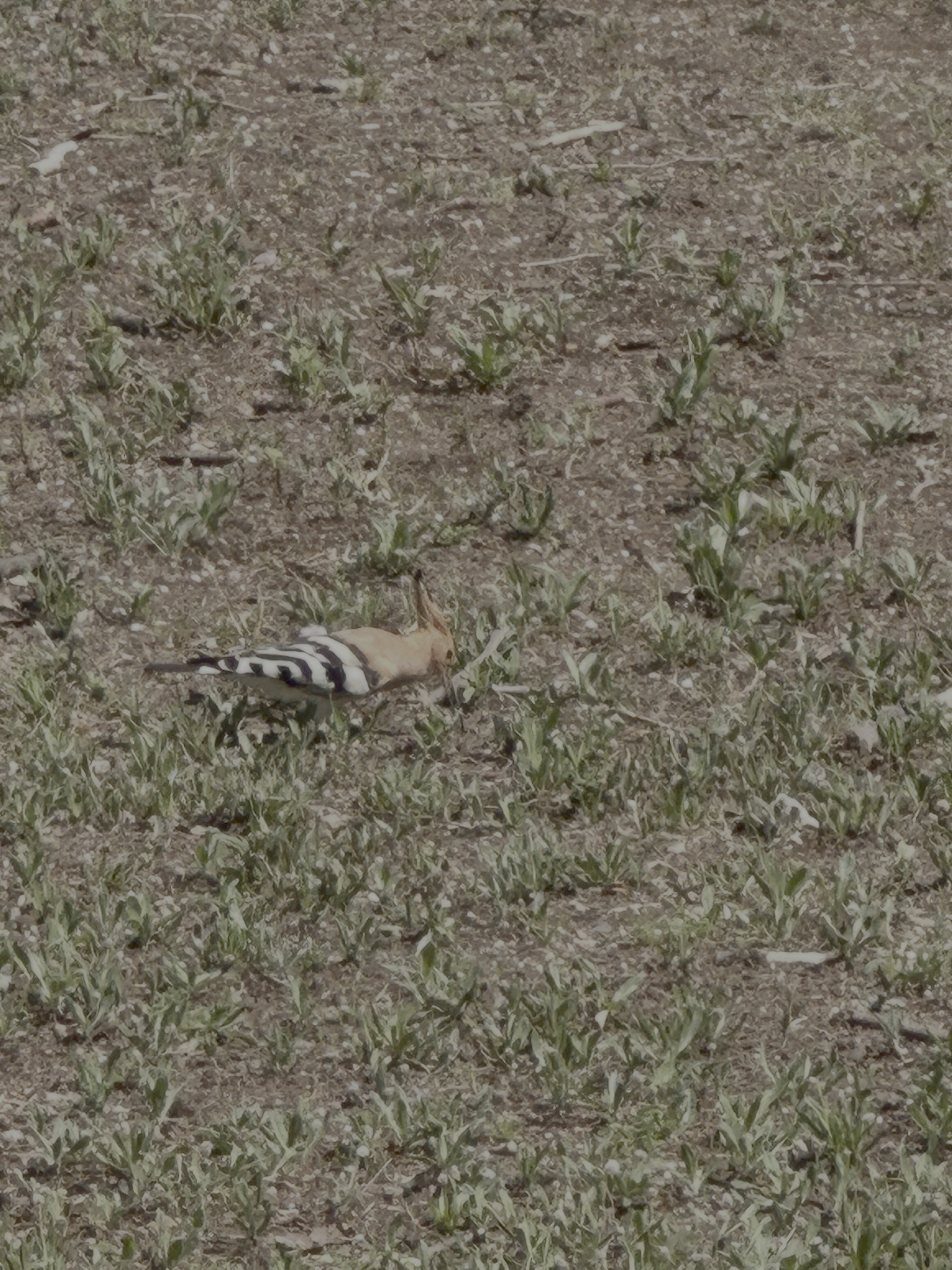 Eurasian Hoopoe