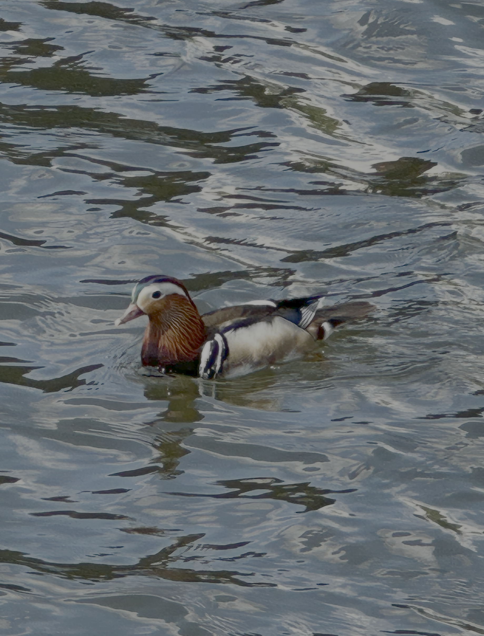 Mandarin Duck