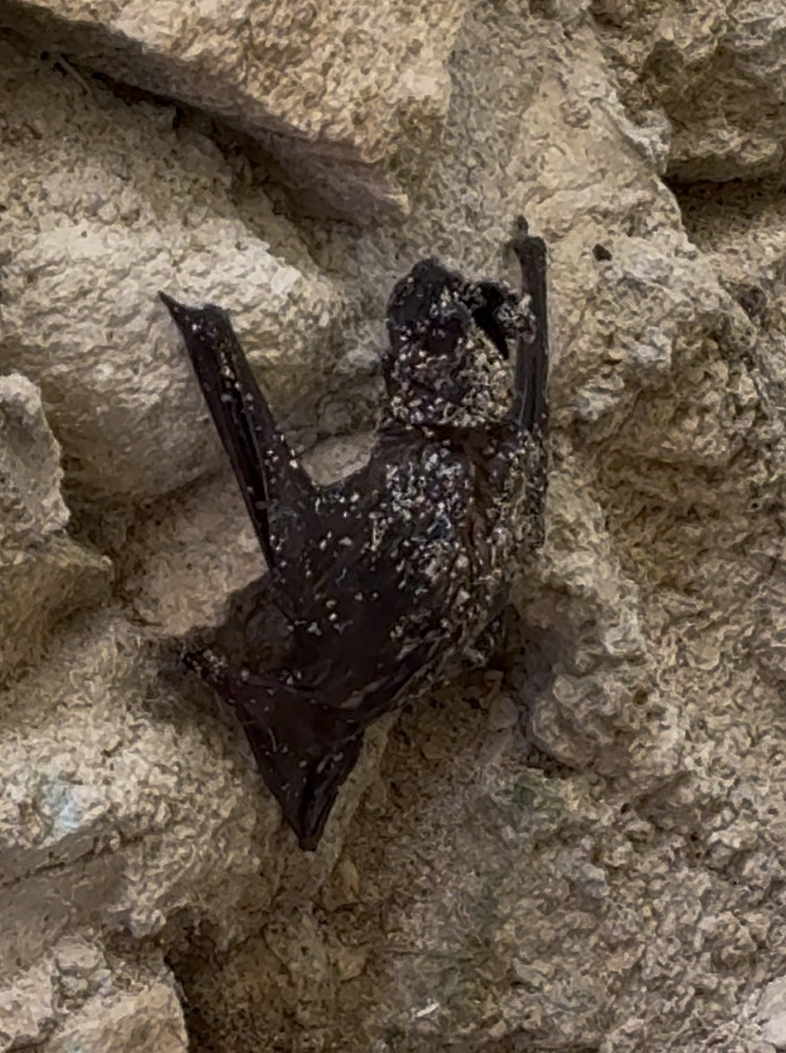 Mexican Free-tailed Bat