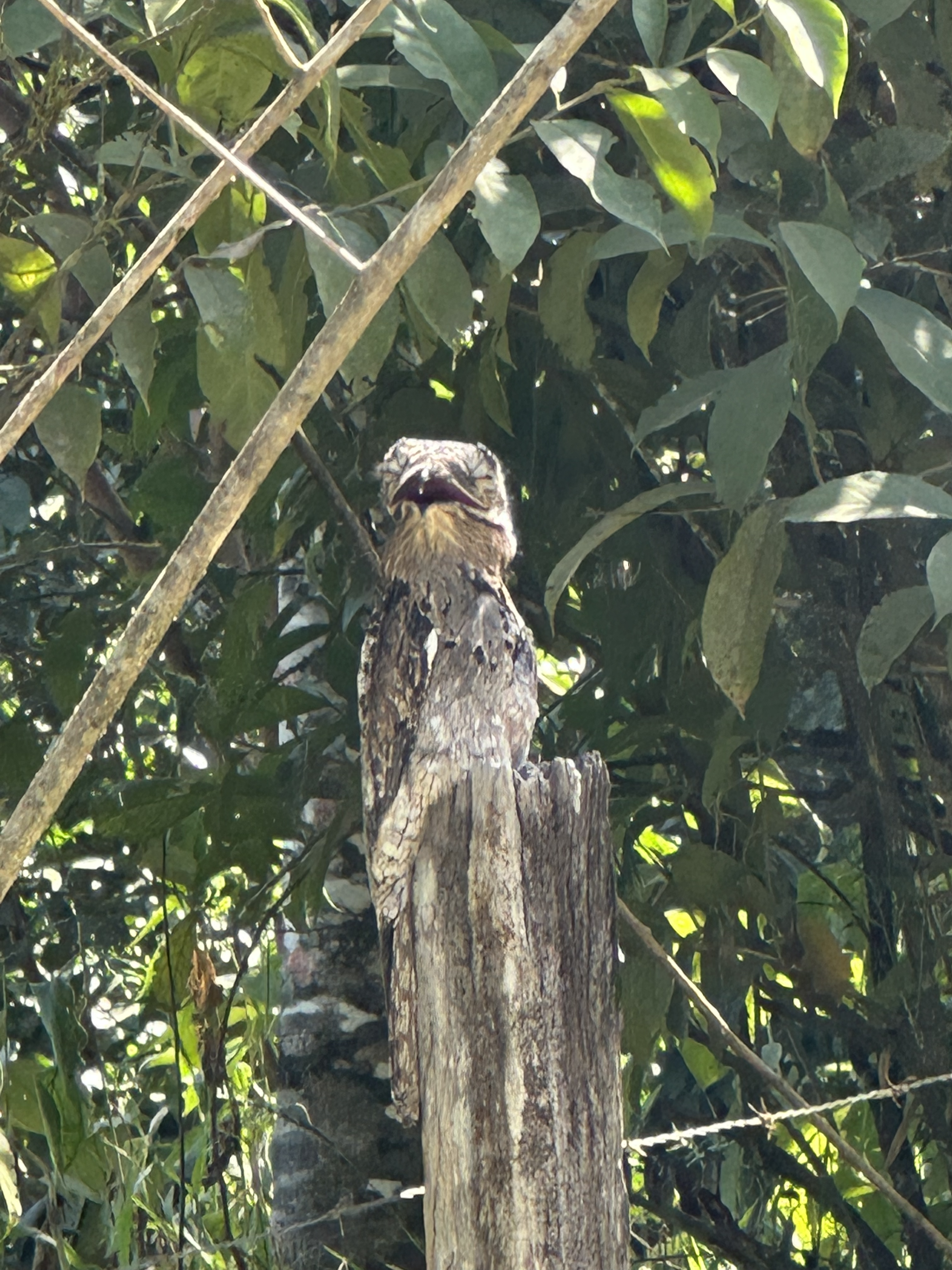 Common Potoo