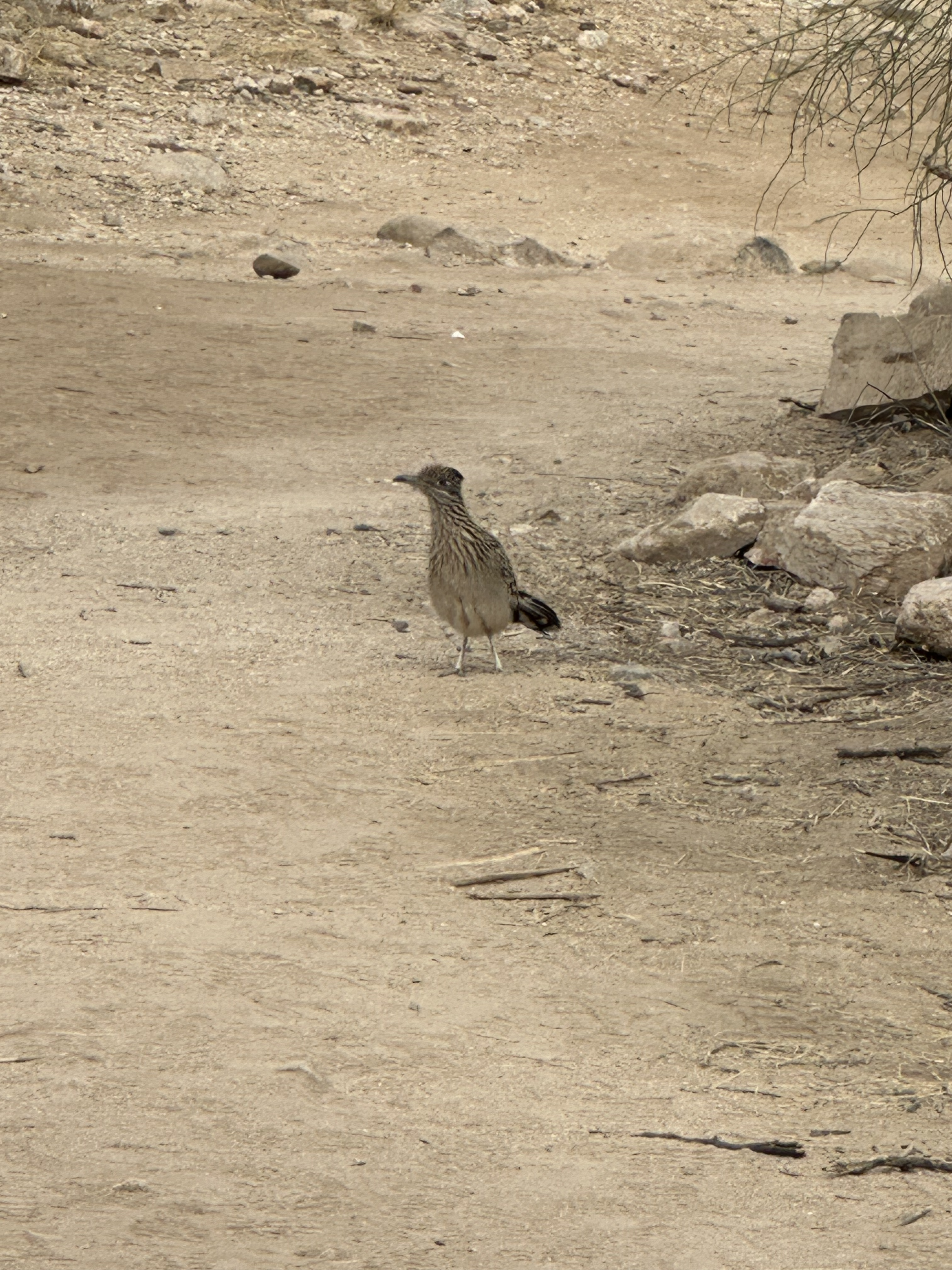 Greater Roadrunner